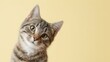 © MSC - Curious tabby cat tilting head, looking in, yellow background with copy space