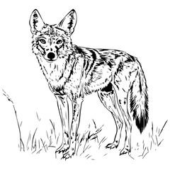 jackal, animal, vector, transparent background, mammal, isolated, nature, wild animal, wildlife, wol