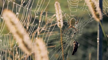 A close shot panning right reveals a spider on its web with a caught insect, set against tall grass and a blurred natural background, highlighting intricate details.