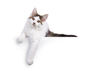 Poster - Cute Maine Coon cat kitten, laying down facing front on an edge. Looking towards camera. Isolated on a white background.
