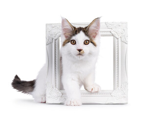 Poster - Cute Maine Coon cat kitten, stepping through white picture frame. Looking to camera. Isolated on a white background.