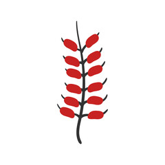 png isolated flower and pine branch with holly berry doodle natural plant design wedding decorative vector tree rustic collection hand-drawn style

