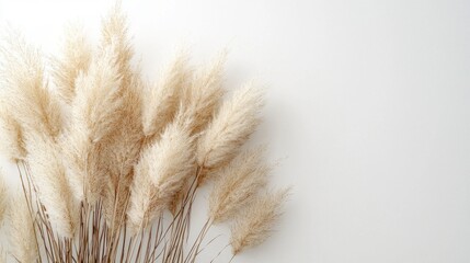 Poster - Beautiful tan pampas grass branch arranged against a clean white background for natural decor and design aesthetic