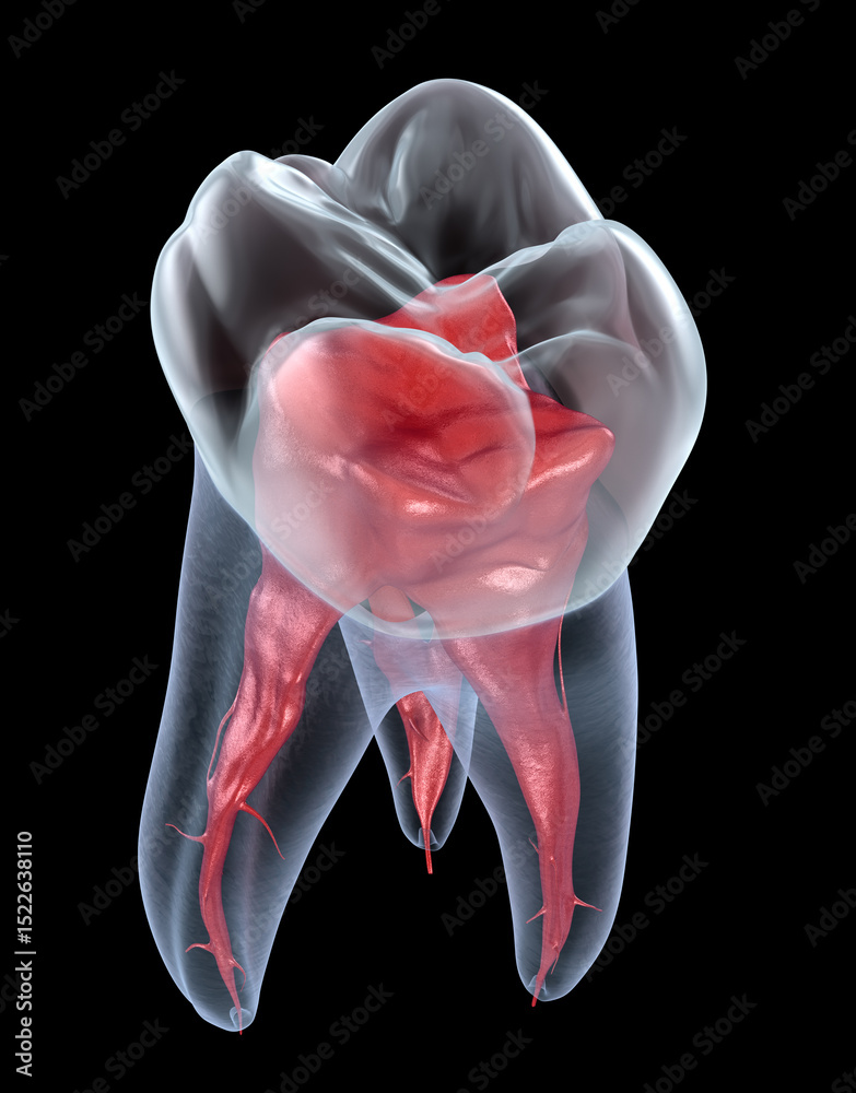 Maxillary Tooth Roots Dental root anatomy - First maxillary molar tooth. Dental 3D ...
