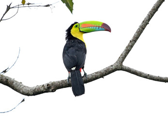 un precioso tucan en costa rica
