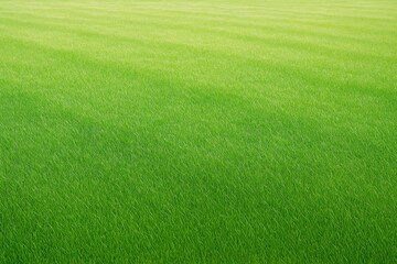 Poster - Lush green grass field under bright light, ideal natural background or landscape with nobody present, peaceful and vibrant nature scene.