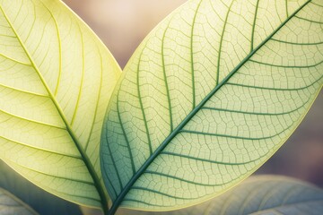 Poster - Close-up of translucent green leaves with visible veins and soft sunlight in the background showing a nature and growth concept in 3D style.