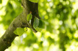 © Rebecca - leaves of the hanging copper beech growing from a branch, green fresh leaves of Fagus sylvatica, beautiful green bokeh, green blurred leaves, bright ball of light in the background