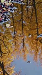 Wall Mural - yellow leaves floating on water surface, reflecting golden trees and blue sky during fall season