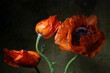 © Svitlana - Poppies. Beautiful bright floral background.