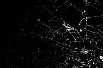 Wall Mural - cobweb on a dark background