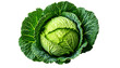© Feel Good inc. - cabbage