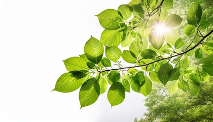 fresh green tree branch with green leaves in sunshine isolated on white background natural lush foliage in spring texture overlay decoration