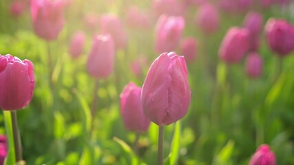 Poster - Colorful Tulips Sway Gently in the Sunlight at a Blooming Garden During Springtime