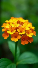 Poster - Close-up shot of a bright yellow flower with lush green leaves