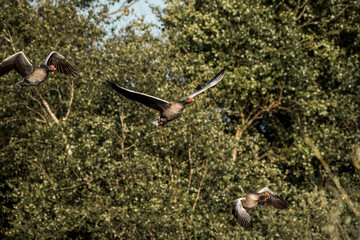 Wall Mural - goose flying with their wings spread