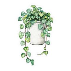 Aufkleber - Watercolor String of Hearts Plant in Ceramic Pot Illustration isolated
