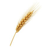 Illustration Golden Wheat Cereal Grain Agriculture Harvest Isolated on White