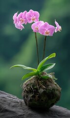 Poster - Pink Orchid Blossoms Growing From Moss Ball, Symbolizing Natural Beauty and Sustainable Gardening Practices : Generative AI