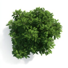 Aufkleber - Overhead View of Lush Green Bush on White Background, Showcasing Sustainable Design and Environmental Responsibility for Landscaping Projects : Generative AI