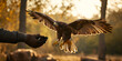 © HijabZohra - Falcon flying to handler in training session, Bird of prey in controlled flight at golden hour, Falconry training with raptor in forest