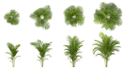 Fototapete - Cut out greenery plants collection on transparent backgrounds. High quality 3d rendering. png format	