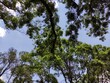 © Lidia - Green leaves of a tree in daylight in spring,Hojas verdes de un árbol a la luz del día en primavera, (2)