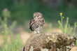 © PIOTR - Little owl, owl of Athena, owl of Minerva - Athene noctua standing on stone at graan background. Photo from Calera y Chozas in Spain, Toledo Province.