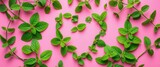 Heart-shaped arrangement of fresh mint & lemon balm leaves on pink , background, fresh