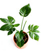 © Lauren - top view of an indoor potted plant on transparent on white background