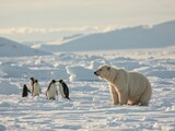 An Unlikely Encounter. A Polar Bear Meets a Group of Emperor Penguins in Antarctica.