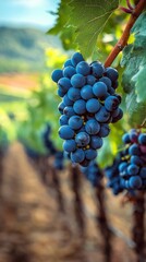 Aufkleber - Vineyards thrive in the countryside under the sun with ripe grapes ready for harvest