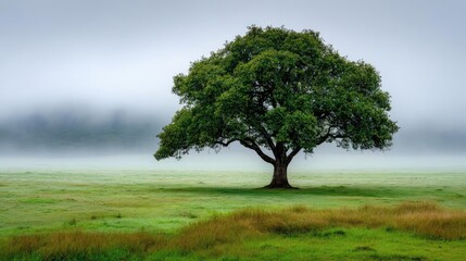 Poster - Mental clarity on self recovery and peace balance concept. A solitary tree stands in a serene, misty green landscape.