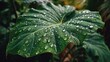 © Sawyer0 - A close-up of a broad Elephant Ear leaf sprinkled with dew, glistening in gentle morning light.