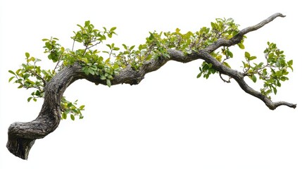 Twisted Tree Branch with Leaves.