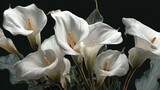 White calla lilies blooming elegantly on dark background