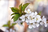 Prunus avium. the cherry tree is in bloom. white flowers. cherry blossom tree in garden spring. lush flowering, on a branch. flowering season. fruit tree, gardening. close-up