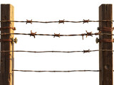 Close-up barbed wire strands on wooden posts, symbolizing barrier and restriction. Generative AI