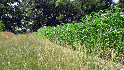 Wall Mural - green corn leaves. Corn farm. photo of corn field. concept of good harvest, agricultural. Field of corn in spring or early summer. industrial background. close-up