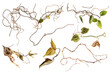 © Png  - Dried twisted vine branches with autumn leaves isolated on botanical studio shot detailed texture art fall twig stem gold on transparent background