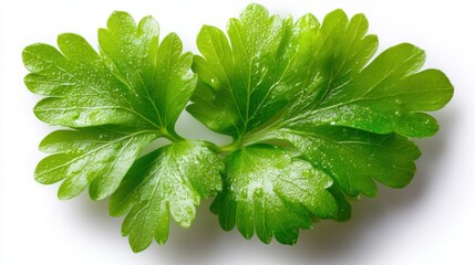 Aufkleber - Fresh Parsley Sprig on White Background, Illustrating Culinary Arts and Healthy Eating for Recipe Ideas and Food Bloggers : Generative AI