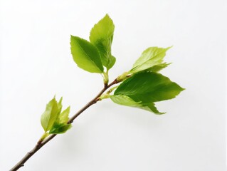Aufkleber - Fresh Green Leaves Sprouting on a Branch Against White, Symbolizing Renewal and Springtime Growth for Environmental Awareness Campaigns : Generative AI