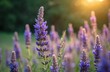 © Pete - Close-up of blooming purple lupine flowers in a field. Summer scene with soft focus background, golden sunlight. Wildflowers in meadow, nature beauty, seasonal bloom, floral beauty, idyll.