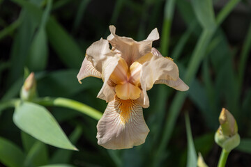 Wall Mural - Macro abstract view of a pink blooming bearded iris (iris germanica) flower with dark defocused background
