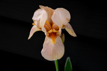 Wall Mural - Macro abstract view of a pink blooming bearded iris (iris germanica) flower with dark defocused background
