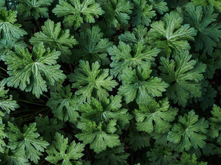 Wall Mural - Close-up of vibrant green leaves.