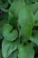 Wall Mural - Close-up of vibrant green leaves.