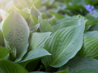 Wall Mural - Close-up of vibrant green leaves.