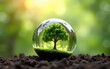 © wang - glass globe ball with tree growing and green nature blur background. eco earth day concept. High quality