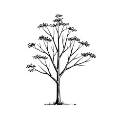 Poster - Tree Sketch: A monochrome sketch of a tree with sparse foliage and detailed branch structure captures the minimalist beauty of nature's artwork.